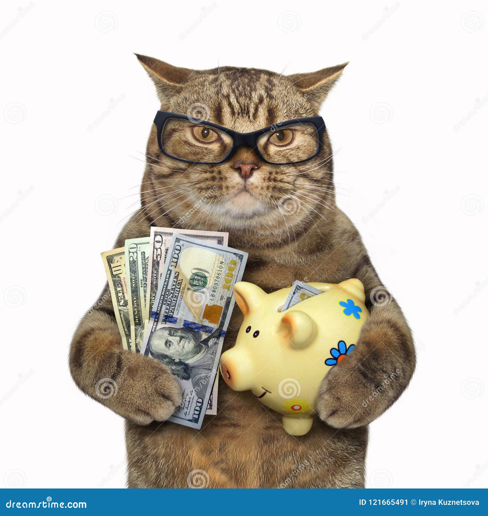  Cat  With A Piggy  Bank  For Dollars Stock Image Image of 