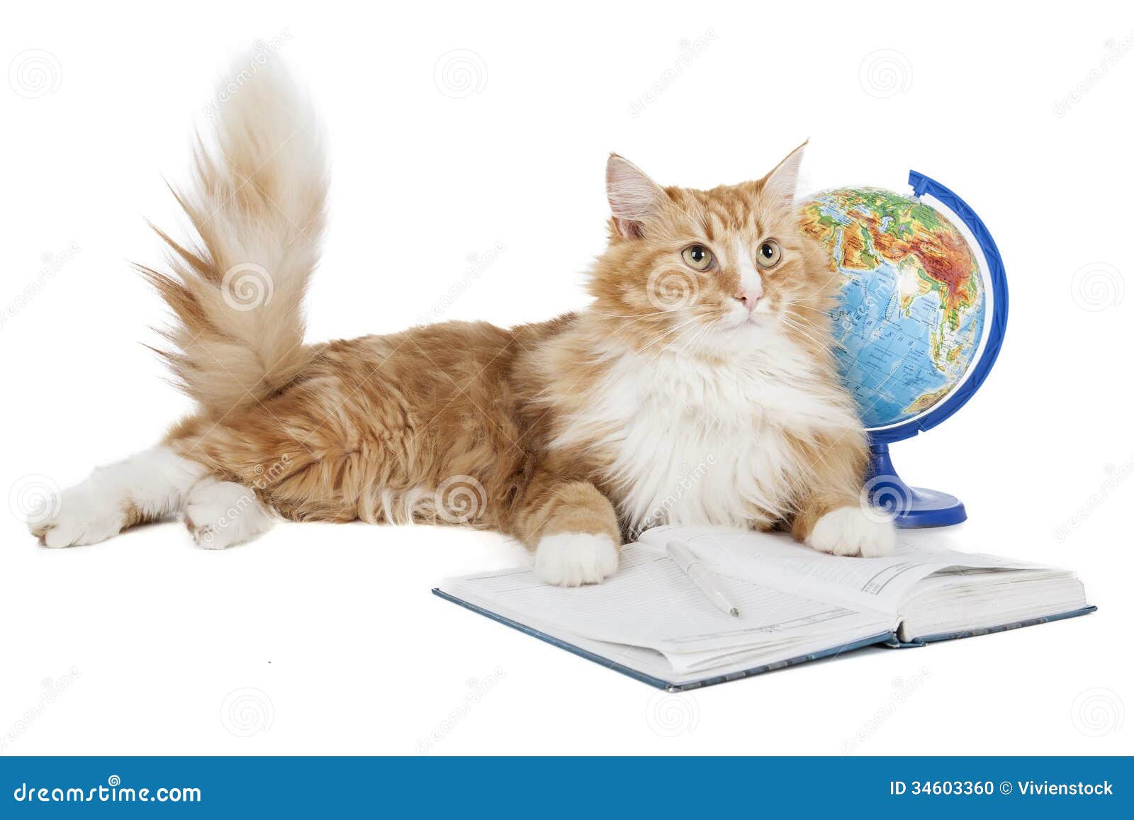 cat globe muzzle cat globe muzzle