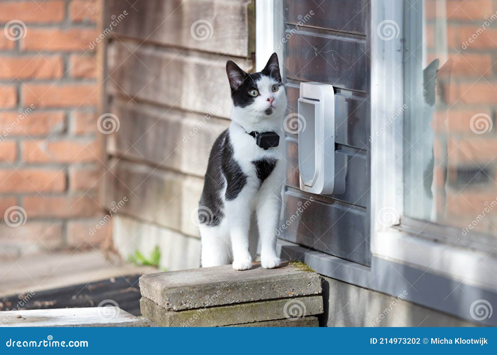 Cat with GPS Escapes from a Cat Door Stock Photo Image of outside