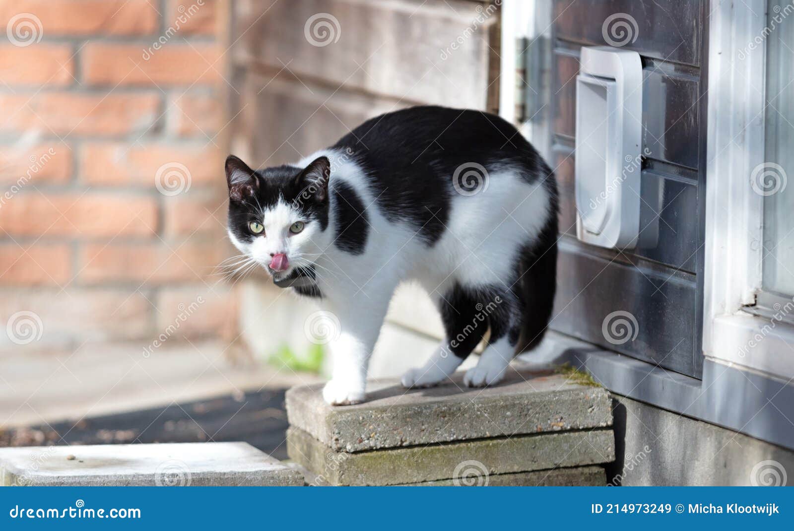 Cat with GPS Escapes from a Cat Door Stock Image Image of clean, flap