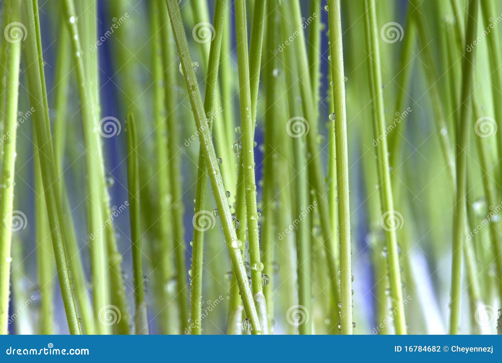 Cat grass stock photo. Image of vomit, grass, cleaning 16784682