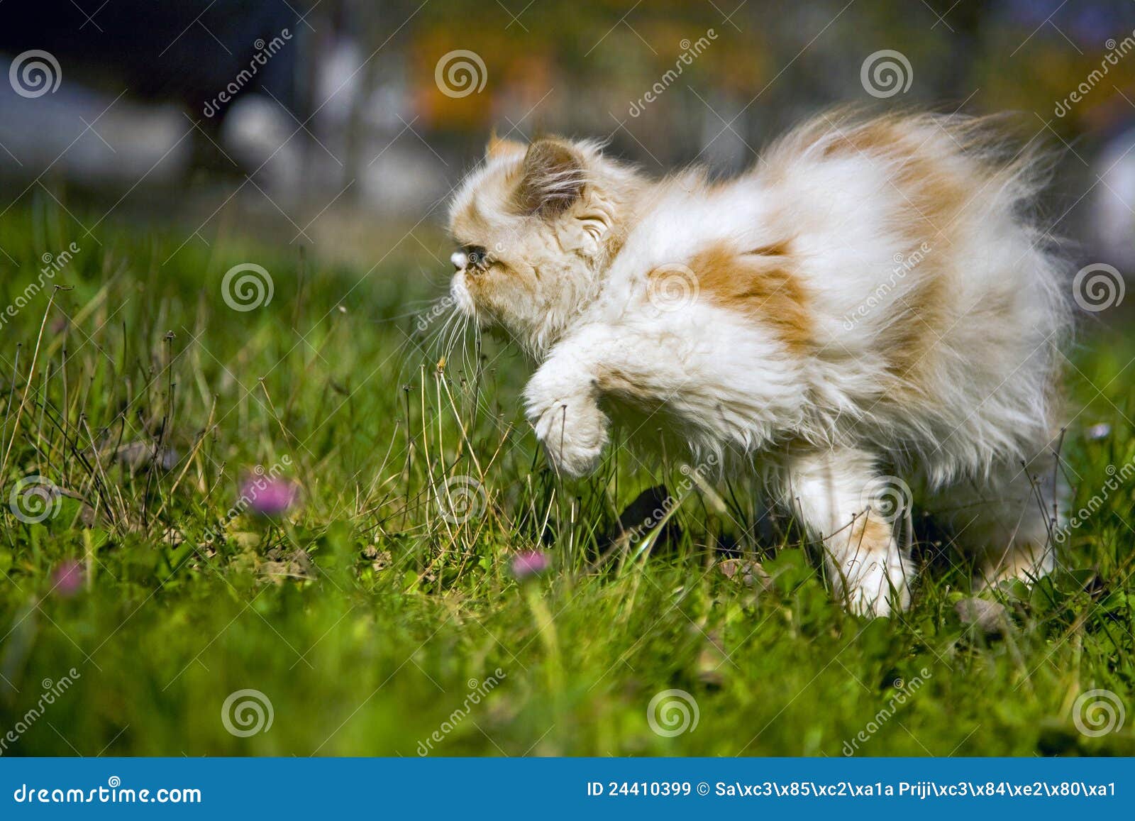 cat in the grass