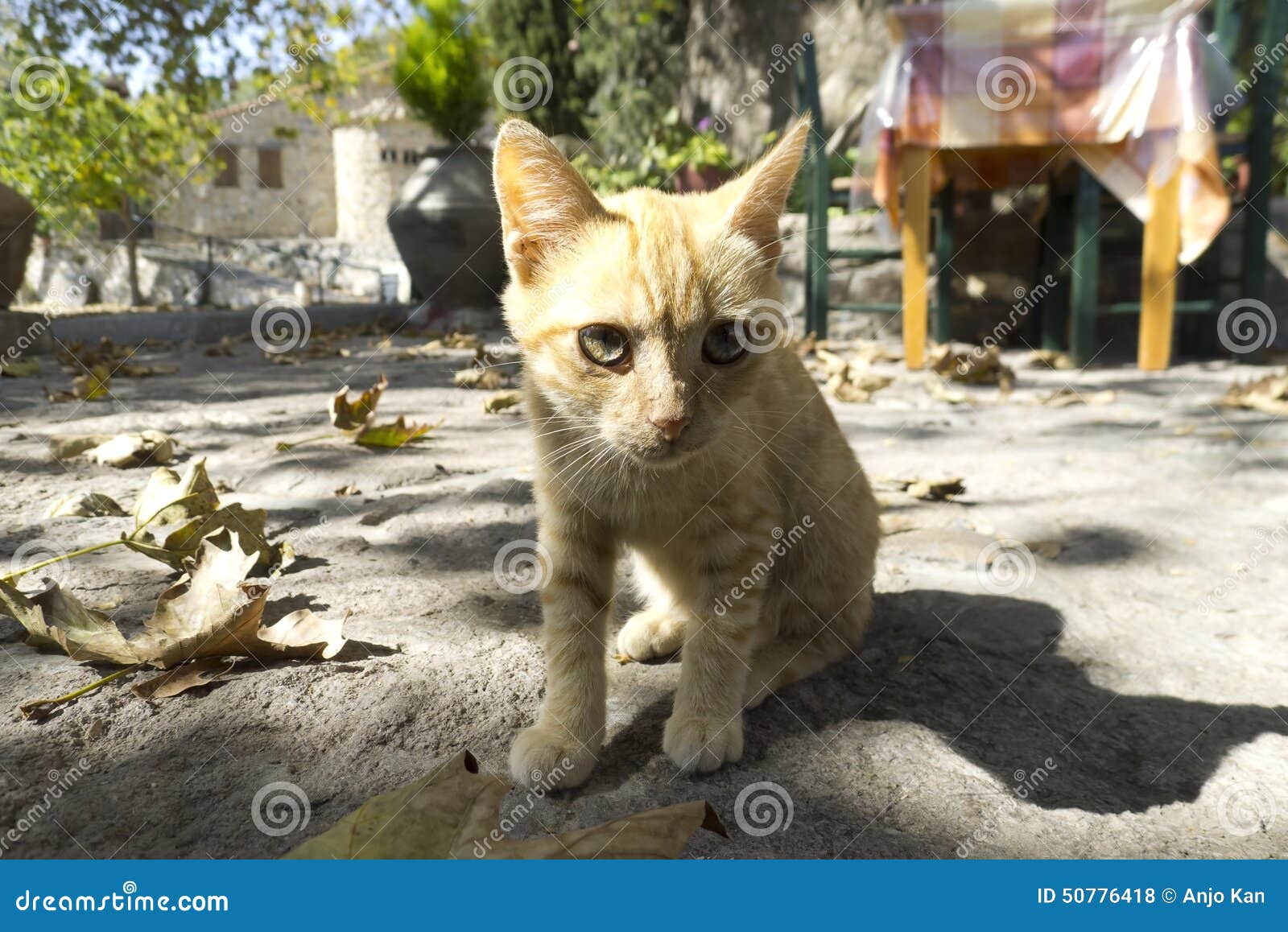 Cat from Greece stock photo. Image of summer, outdoor 50776418