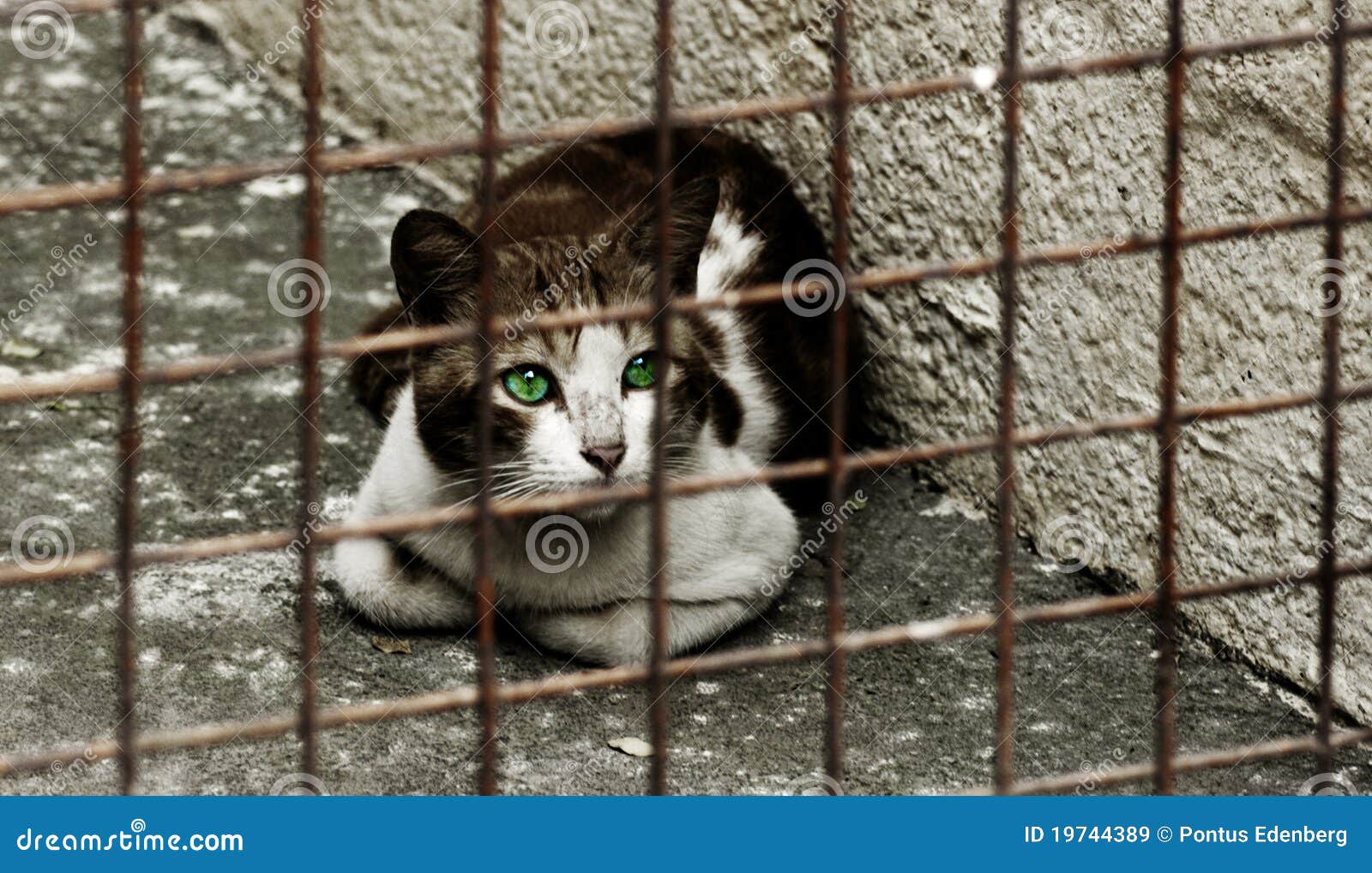 Tired Distant, Angry Suspicious Cat. Cute Beautiful White Cat with Blue  Eyes. Fluffy White Fur Stock Image - Image of mammal, kitten: 240967325