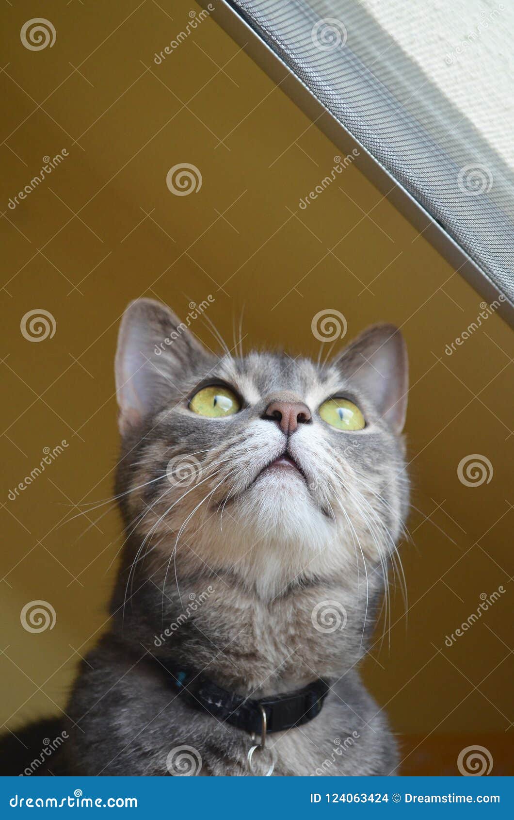 Cat with green eyes stock photo. Image of lovely, furry - 124063424