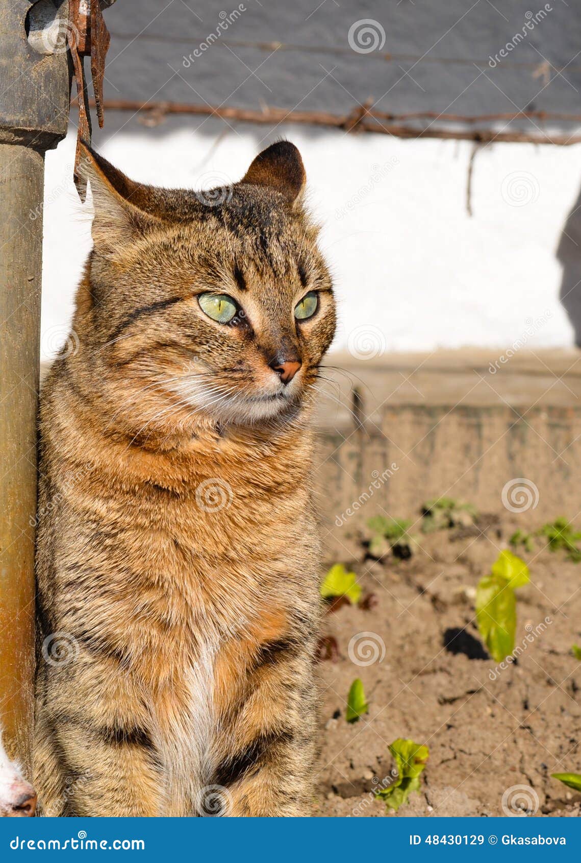 Cat with green eyes stock image. Image of gape, fitnes - 48430129