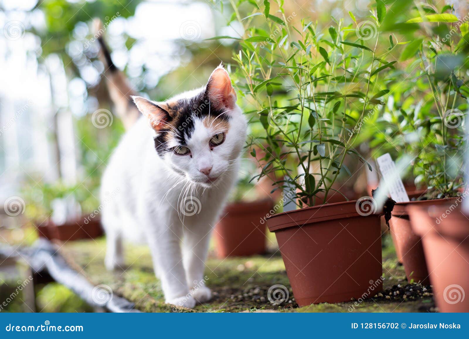Cat in the greenhouse stock photo. Image of agricultural 128156702