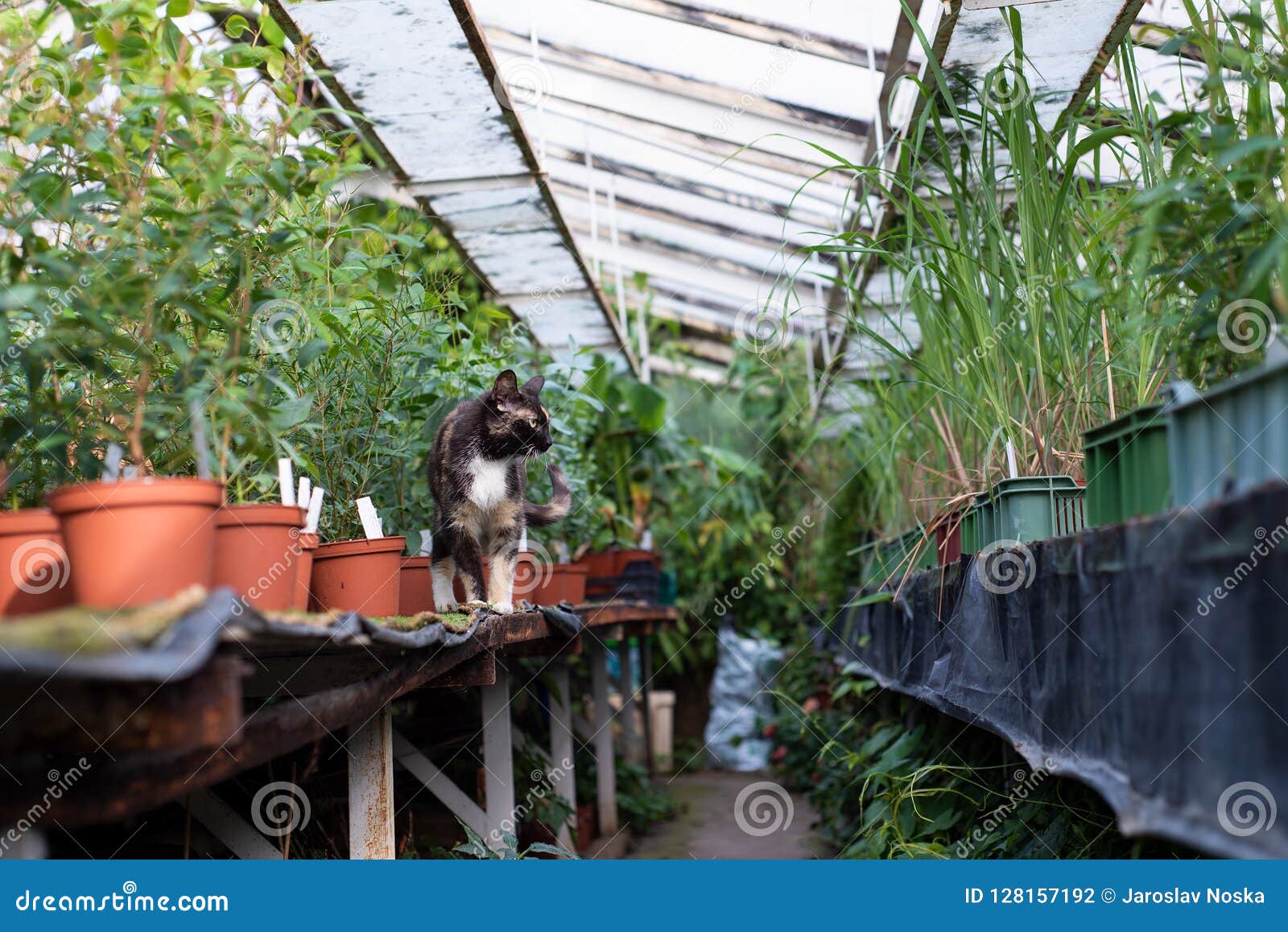 Cat in the greenhouse stock photo. Image of organic 128157192