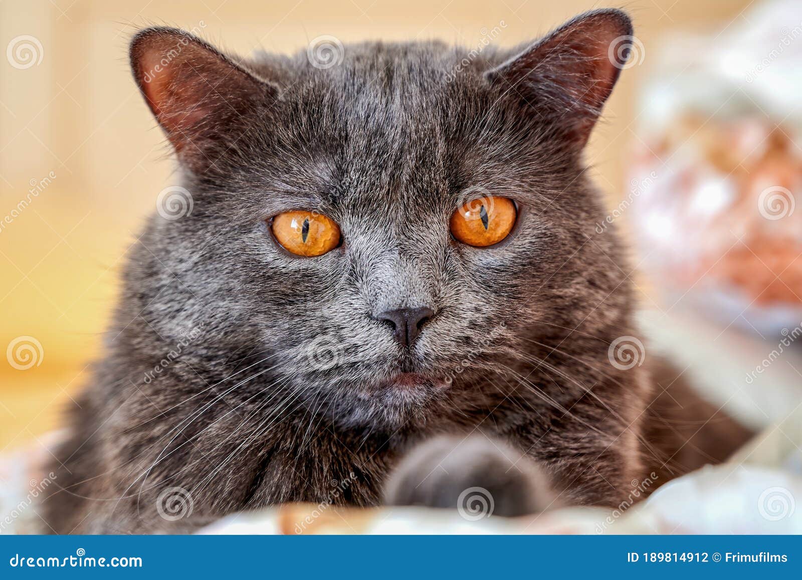 Cat with grey fur stock photo. Image of lovely, grey 189814912