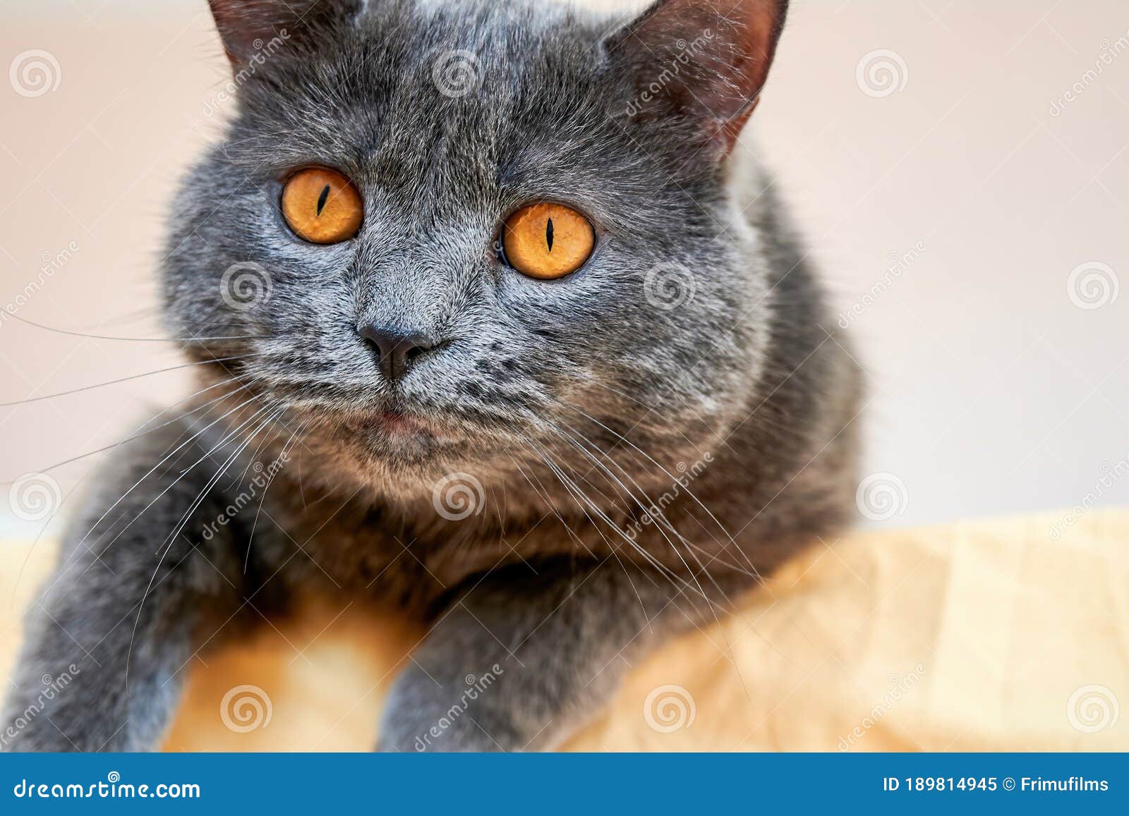 Cat with grey fur stock image. Image of fold, friendship 189814945