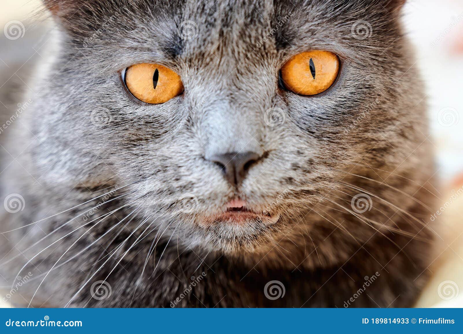 Cat with grey fur stock image. Image of face, lovely 189814933