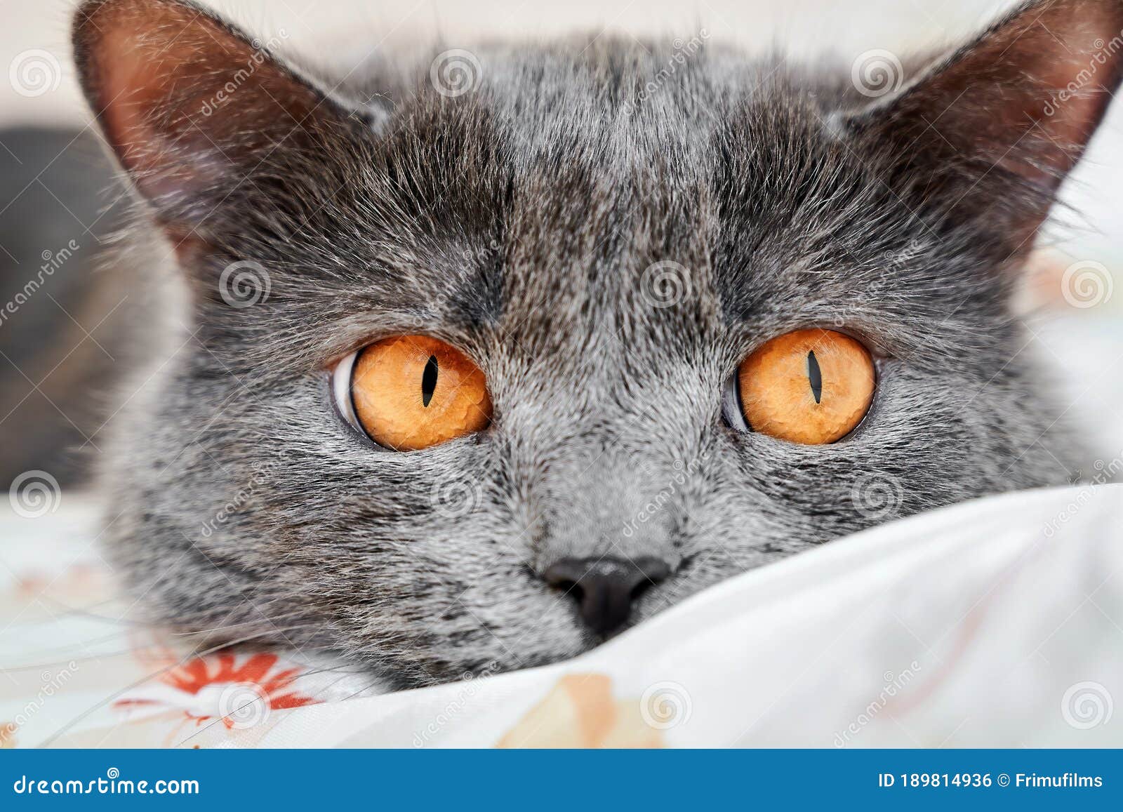 Cat with grey fur stock photo. Image of face, pleasure 189814936