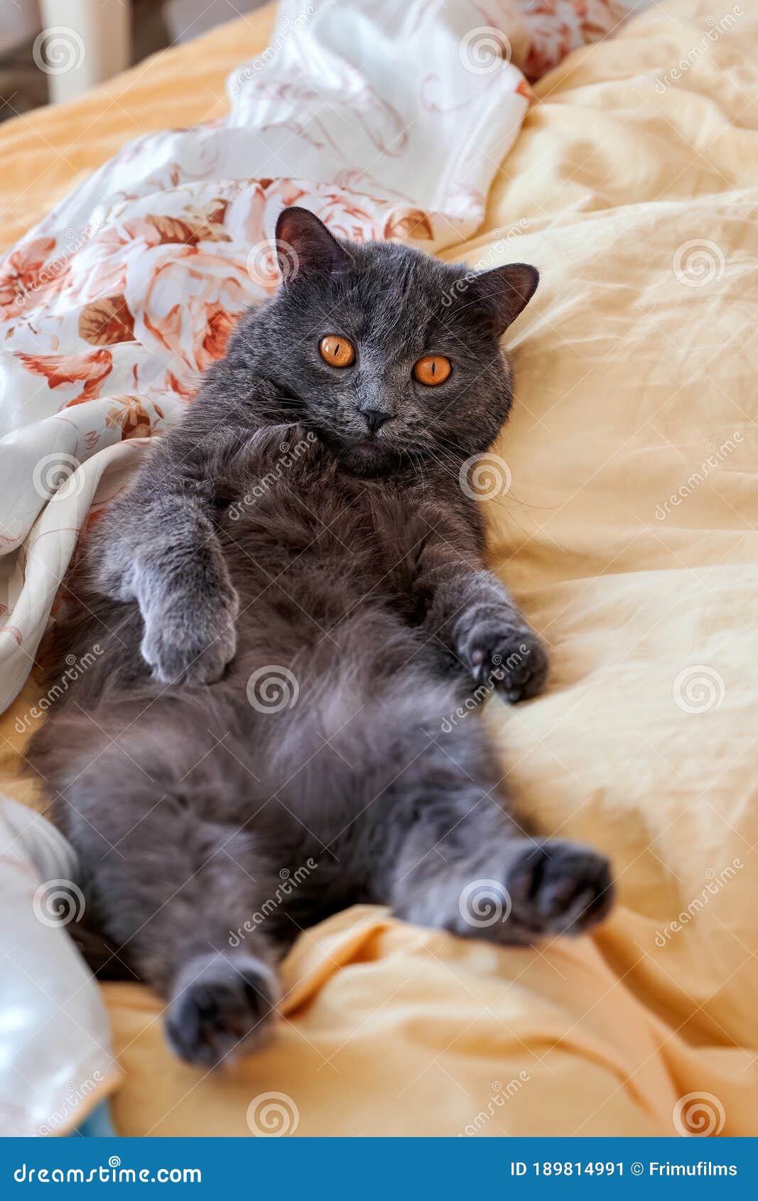 Cat with grey fur stock image. Image of scottish, grey 189814991