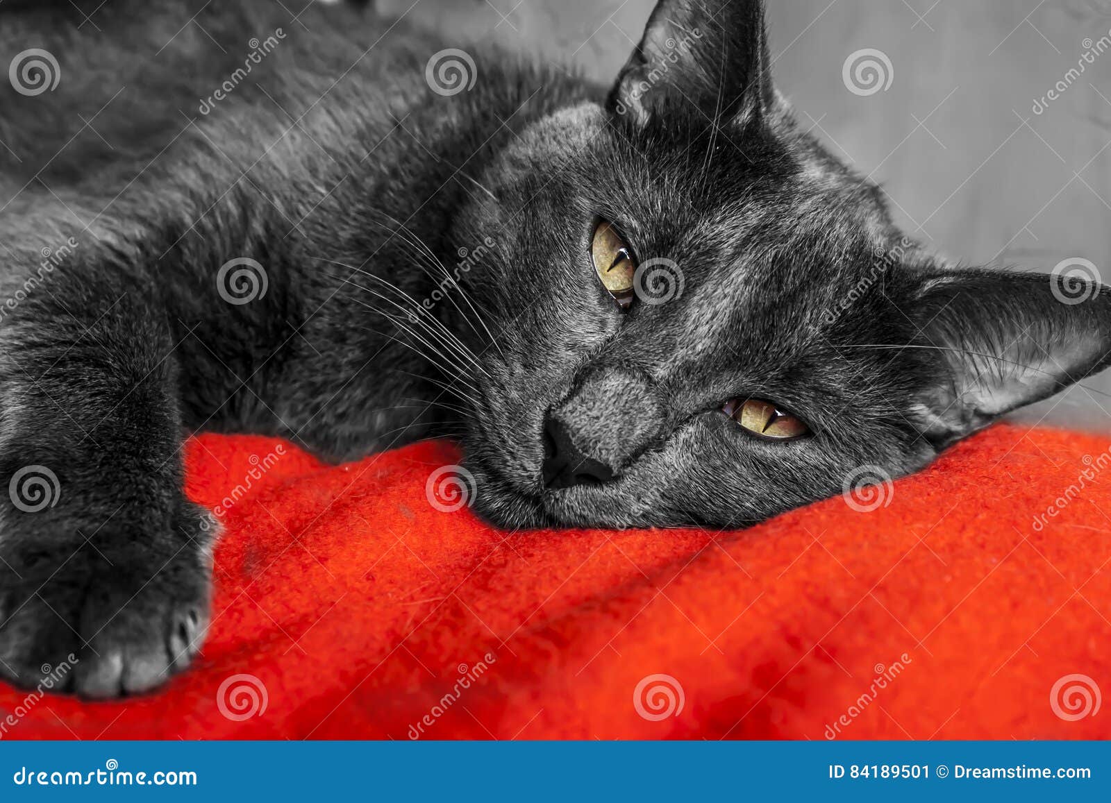 Cat Grey Gato Gris stock image. Image of animals, naturaleza 84189501