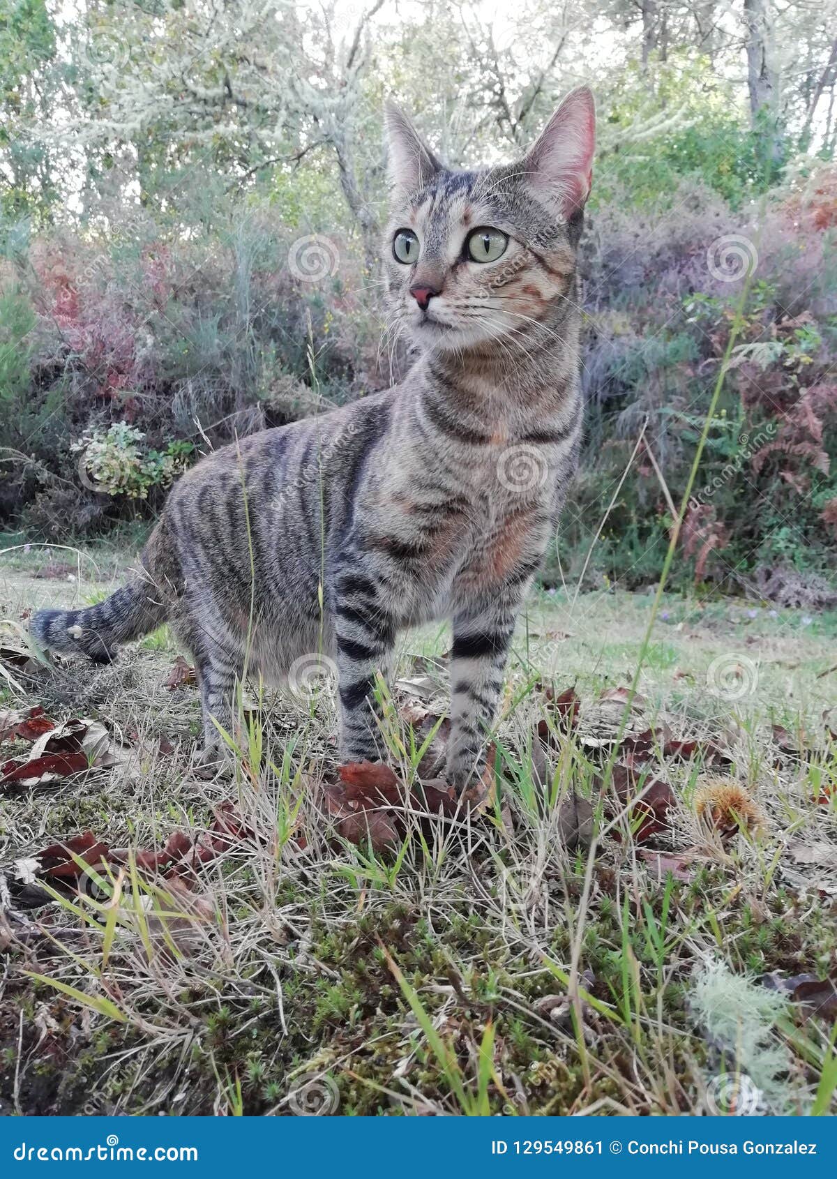 Cat stock image. Image of forest, grey, green, eyes 129549861