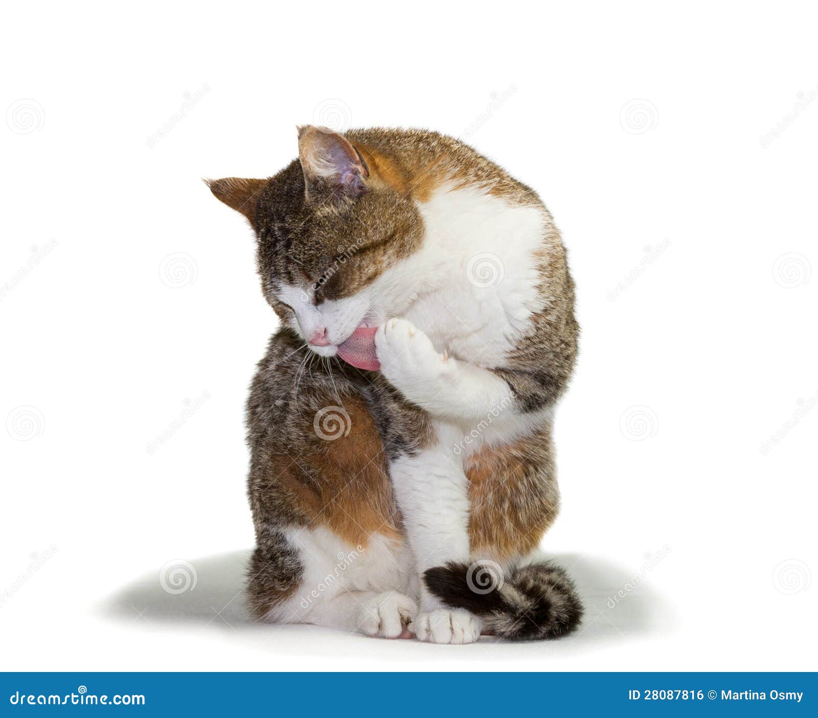 Cat grooming its paw stock photo. Image of licking, engrossed 28087816