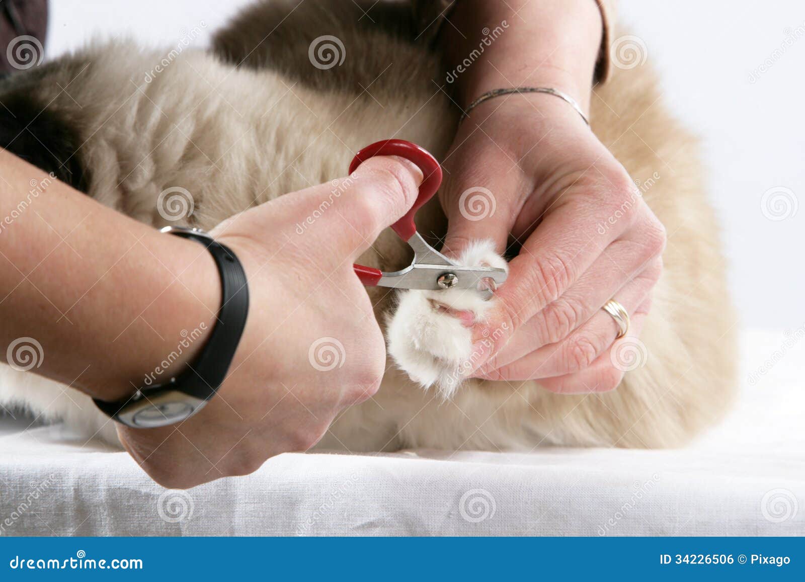 Cat Grooming stock photo. Image of care, nail, washing 34226506