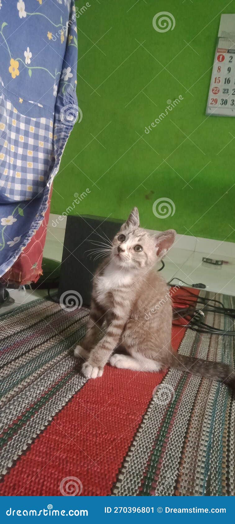 Cat gurih milk stock image. Image of gurih, milk, cute 270396801