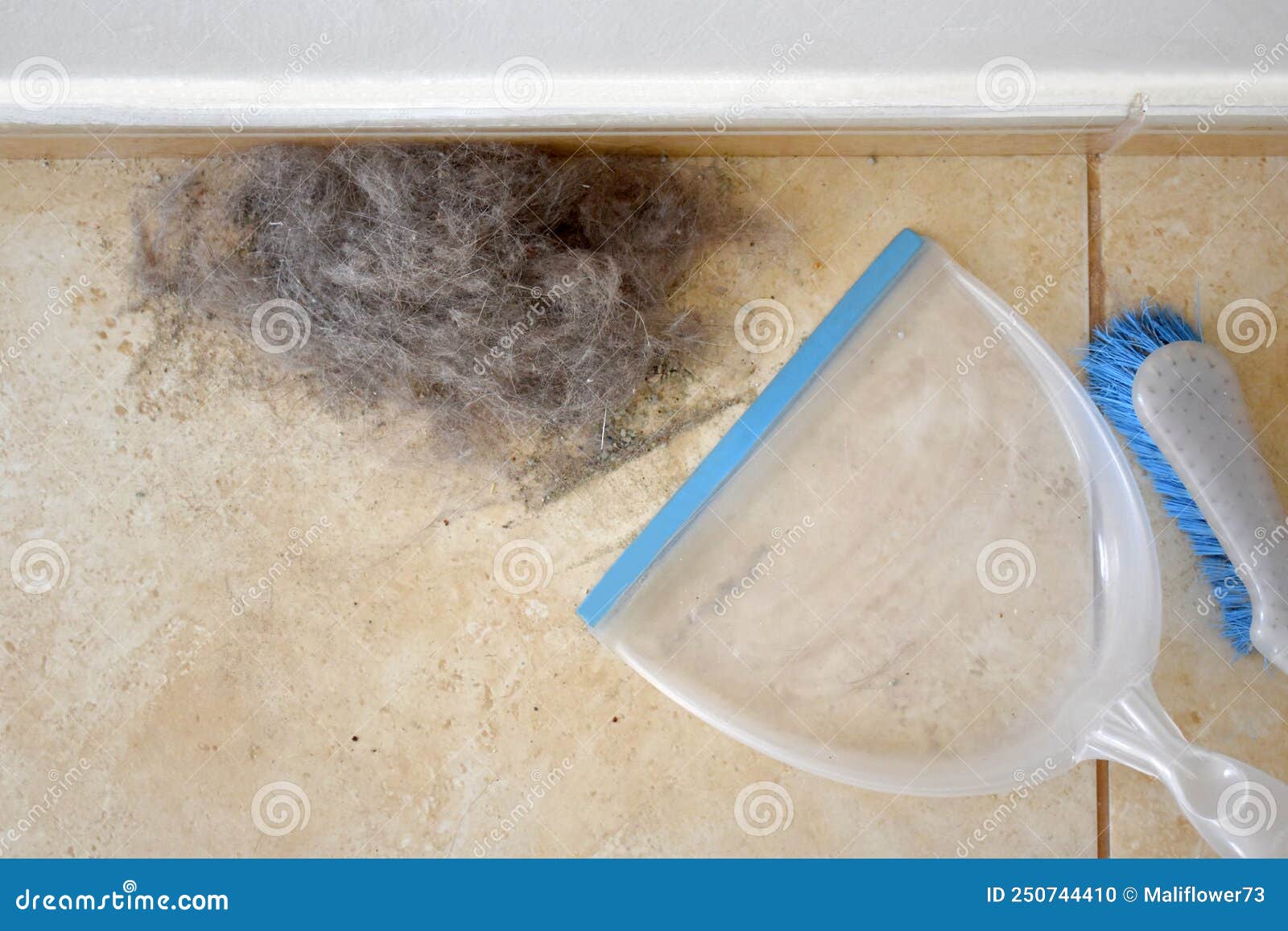 Cat Hair and the Dust on the Floor. Stock Photo Image of backdrop