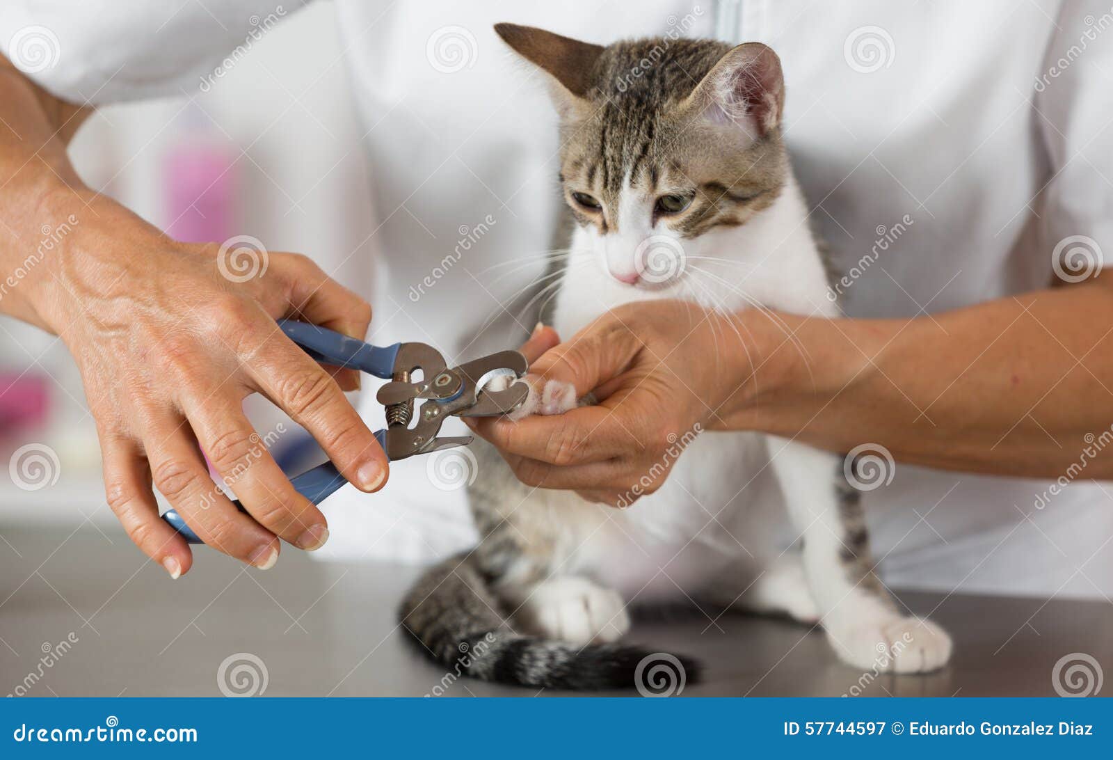 How to Trim Your Cat's Claws – Easy Method | HubPages
