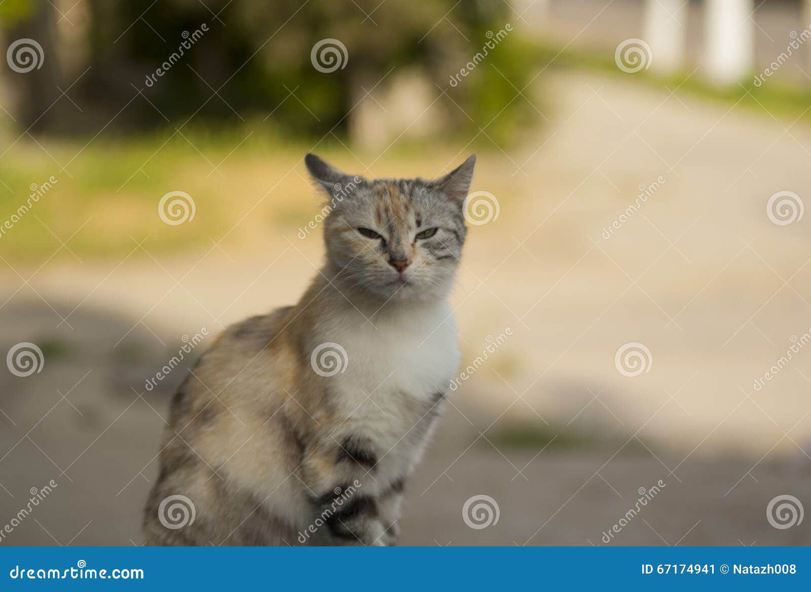 Cat with Halfclosed Eyes is Sitting Asphalt Stock Image Image of