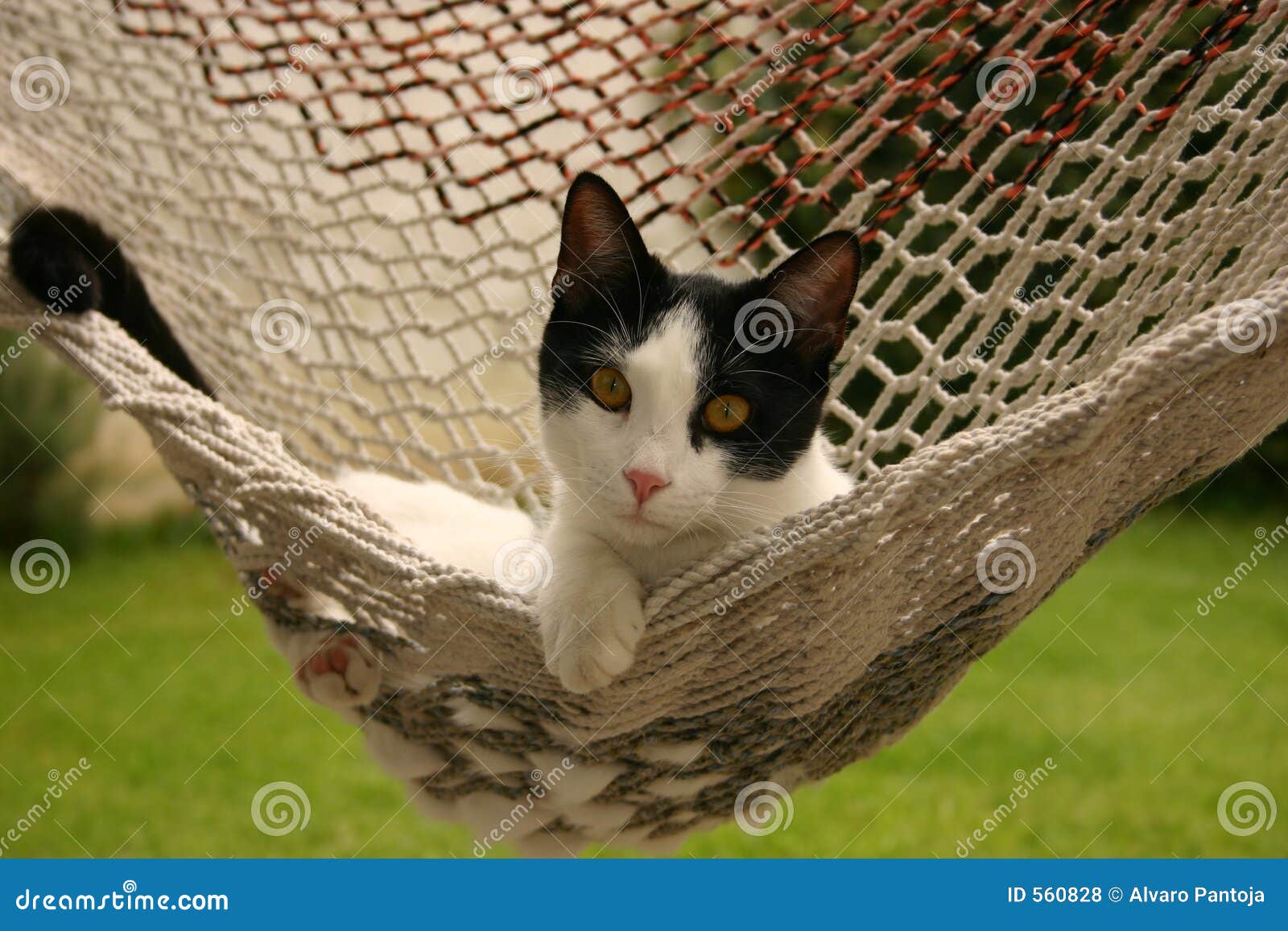 cat in hammock