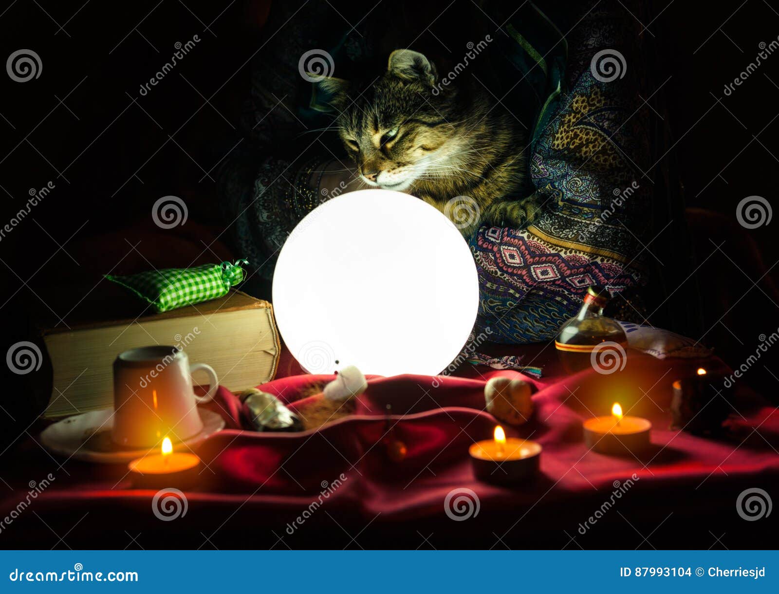 Cat in Hand of Fortune Teller Stock Photo Image of gypsy, astrology