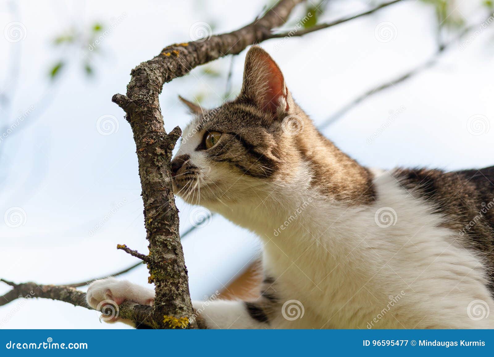Cat is hanging on the tree stock image. Image of green 96595477