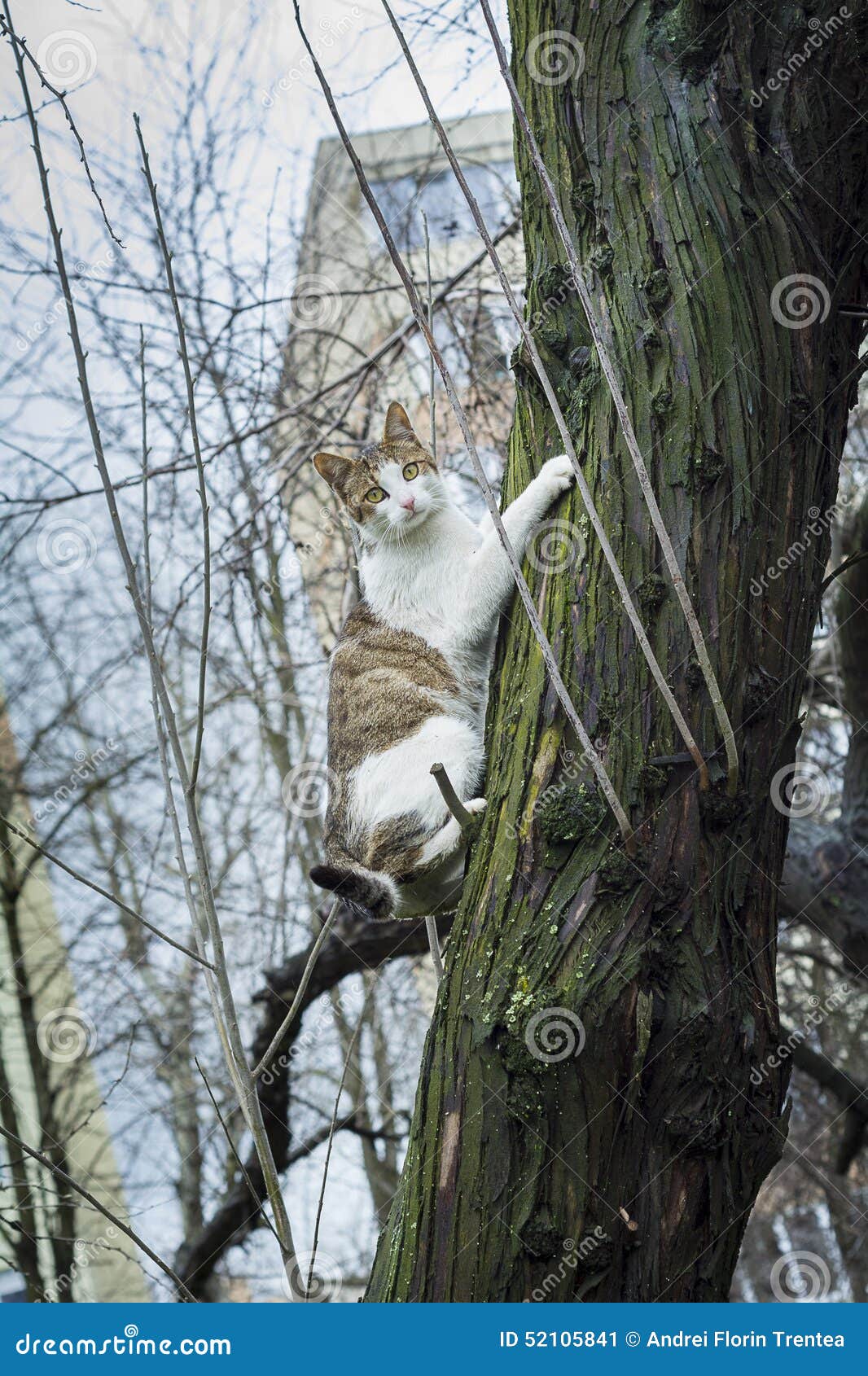 Cat Hanging from Tree Trunk Stock Image Image of hanging, animal