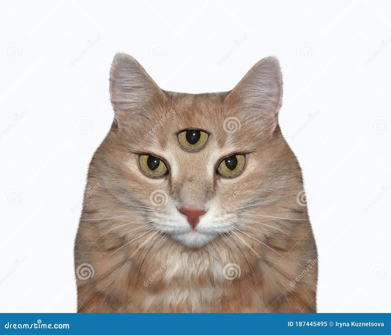 My Image 4