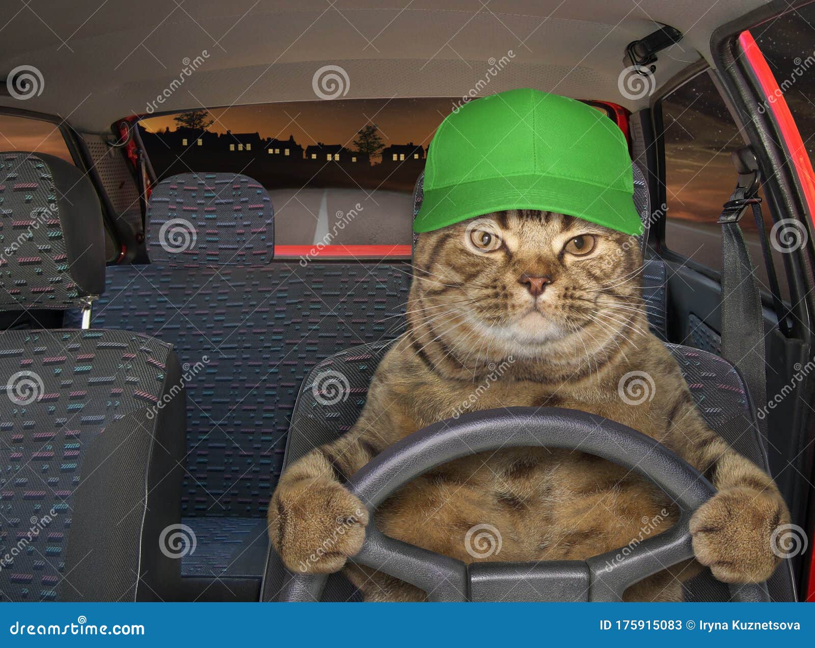 Cat in Hat Driving Red Car 2 Stock Image Image of automobile, road