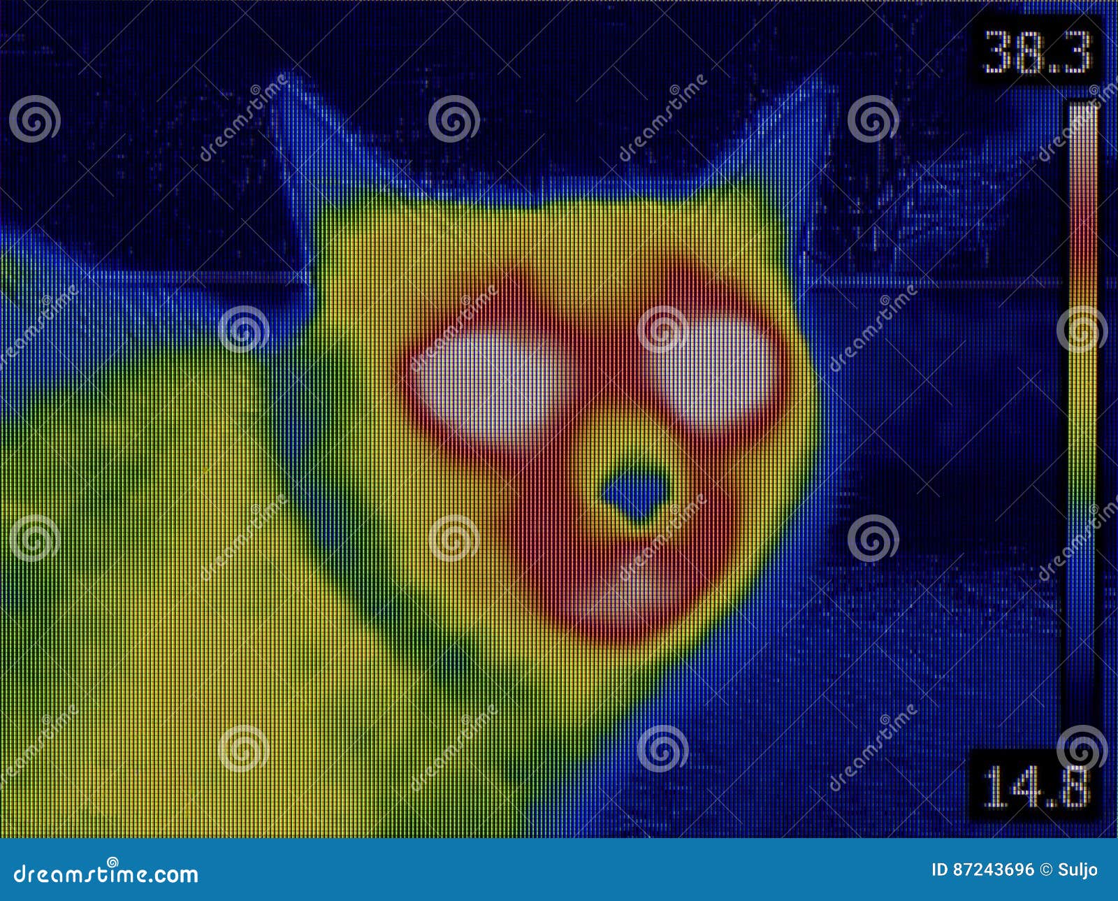Cat Head Thermal Imaging stock photo. Image of animal 87243696