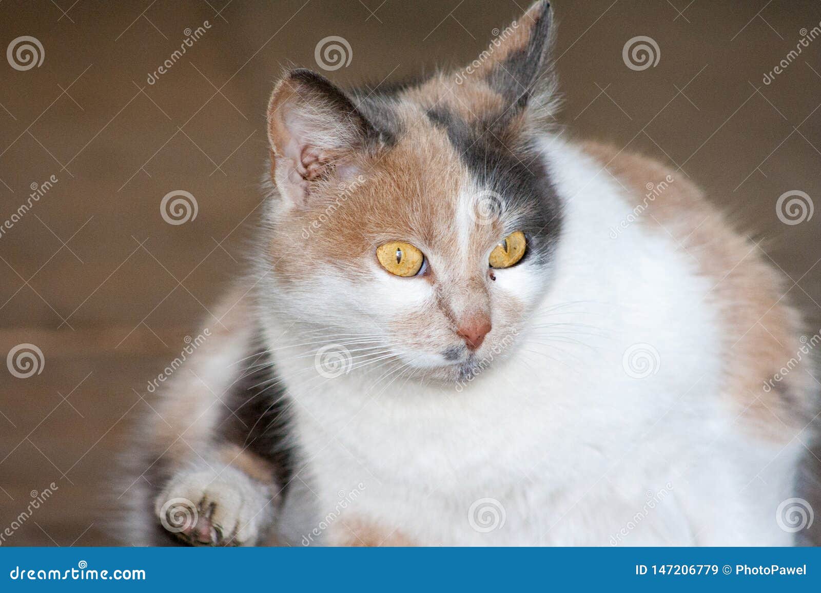 Cat With Head Tilted Indoors. Stock Image - Image of ...
