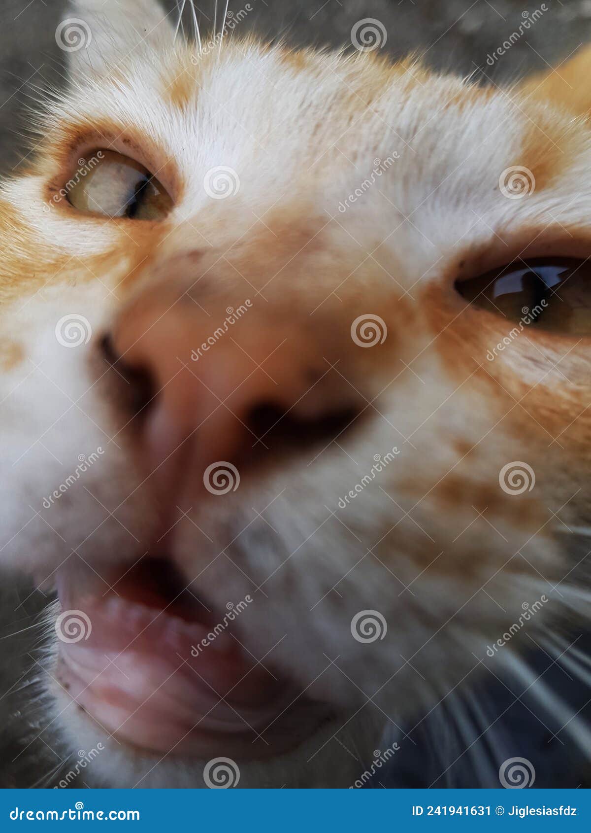 Orange Cat Head with Open Mouth Stock Image Image of head, catus