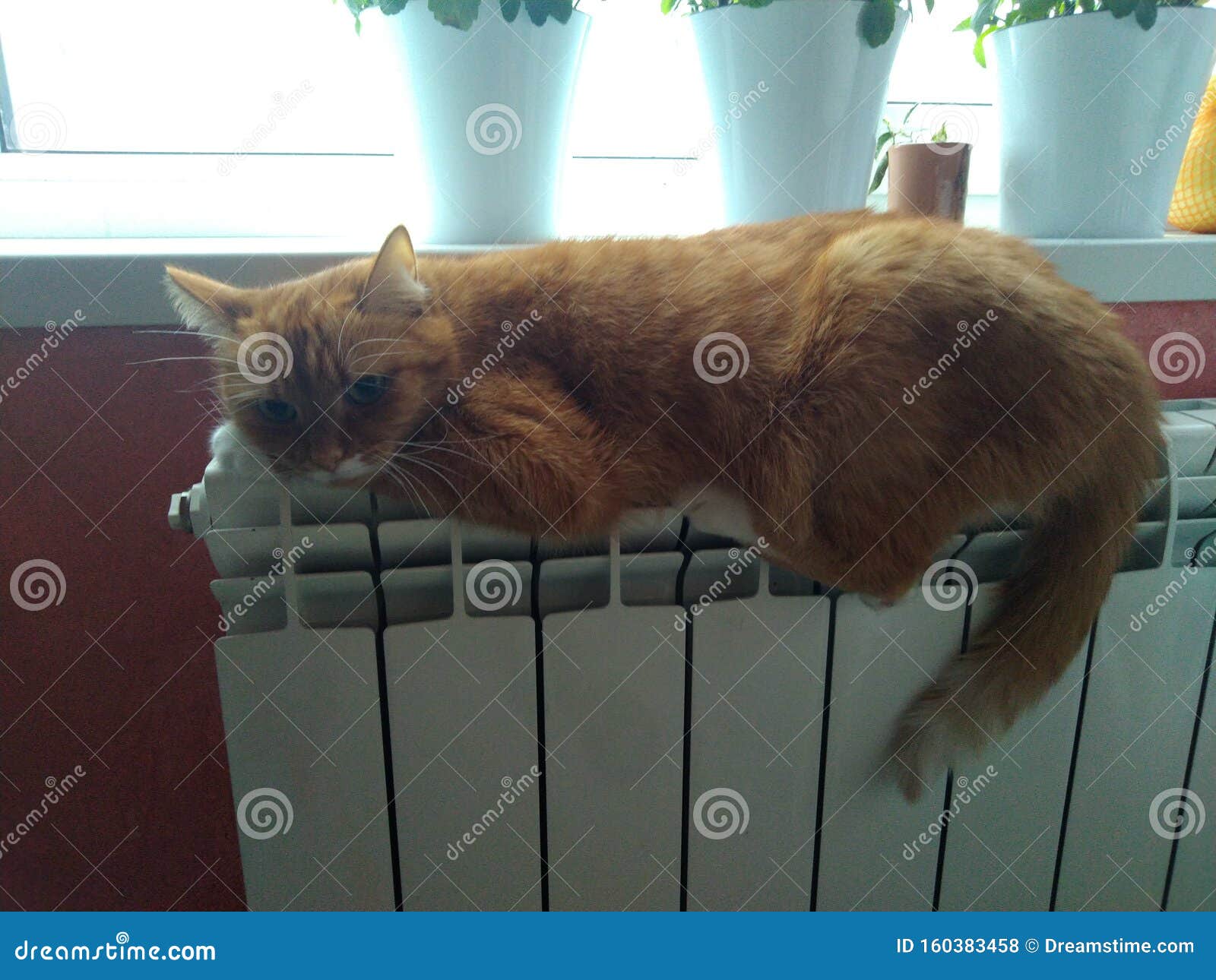 Cat stock photo. Image of heating, heat, itswarmer 160383458