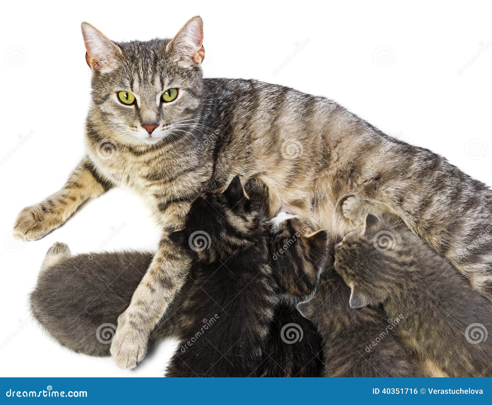 Cat and her kittens stock photo. Image of background 40351716