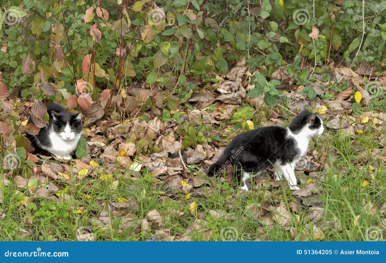 Cat and her offspring stock image. Image of autumn, felix 51364205