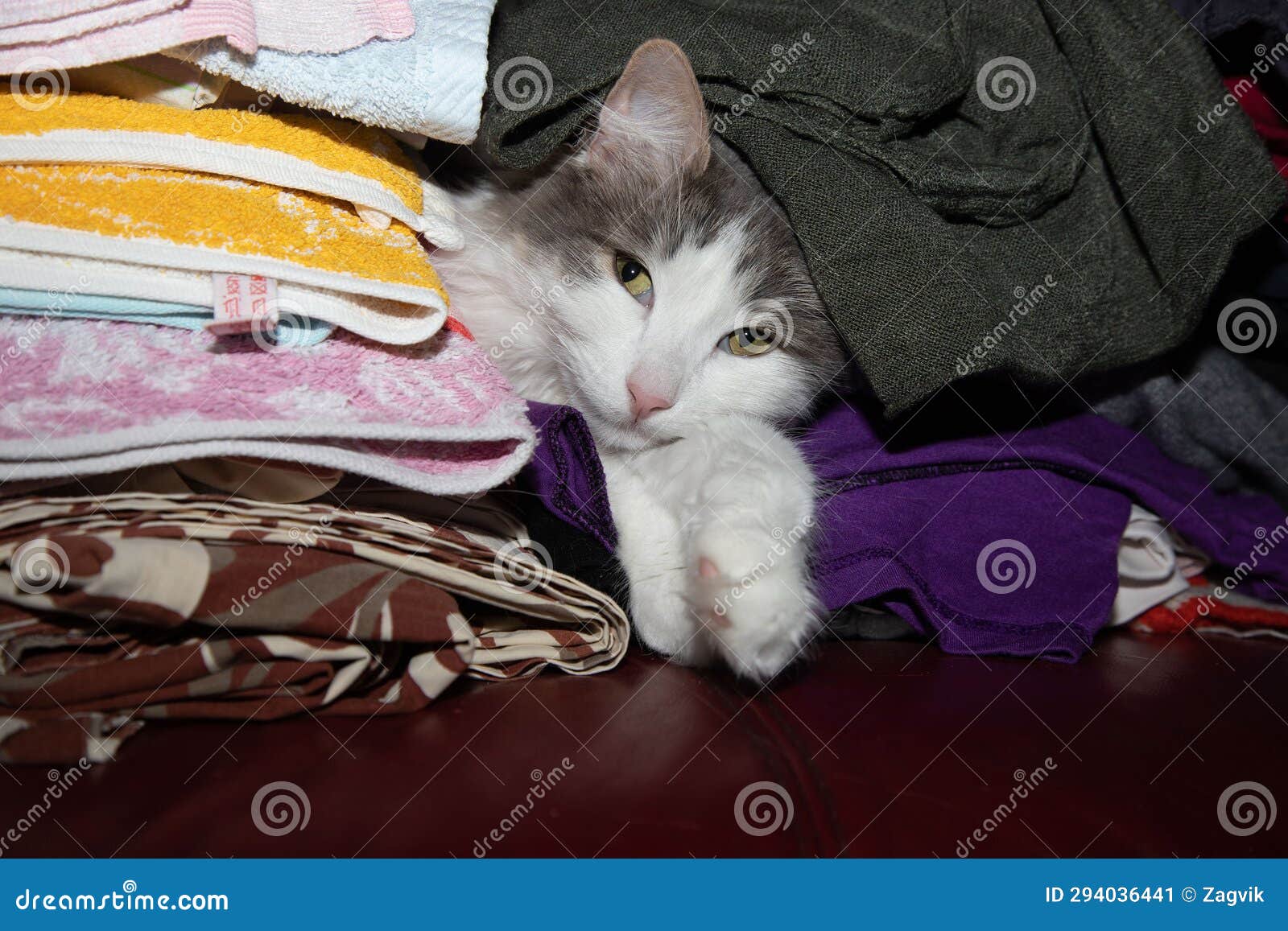 Cat Hiding in a Pile of Washed Laundry Stock Image Image of white