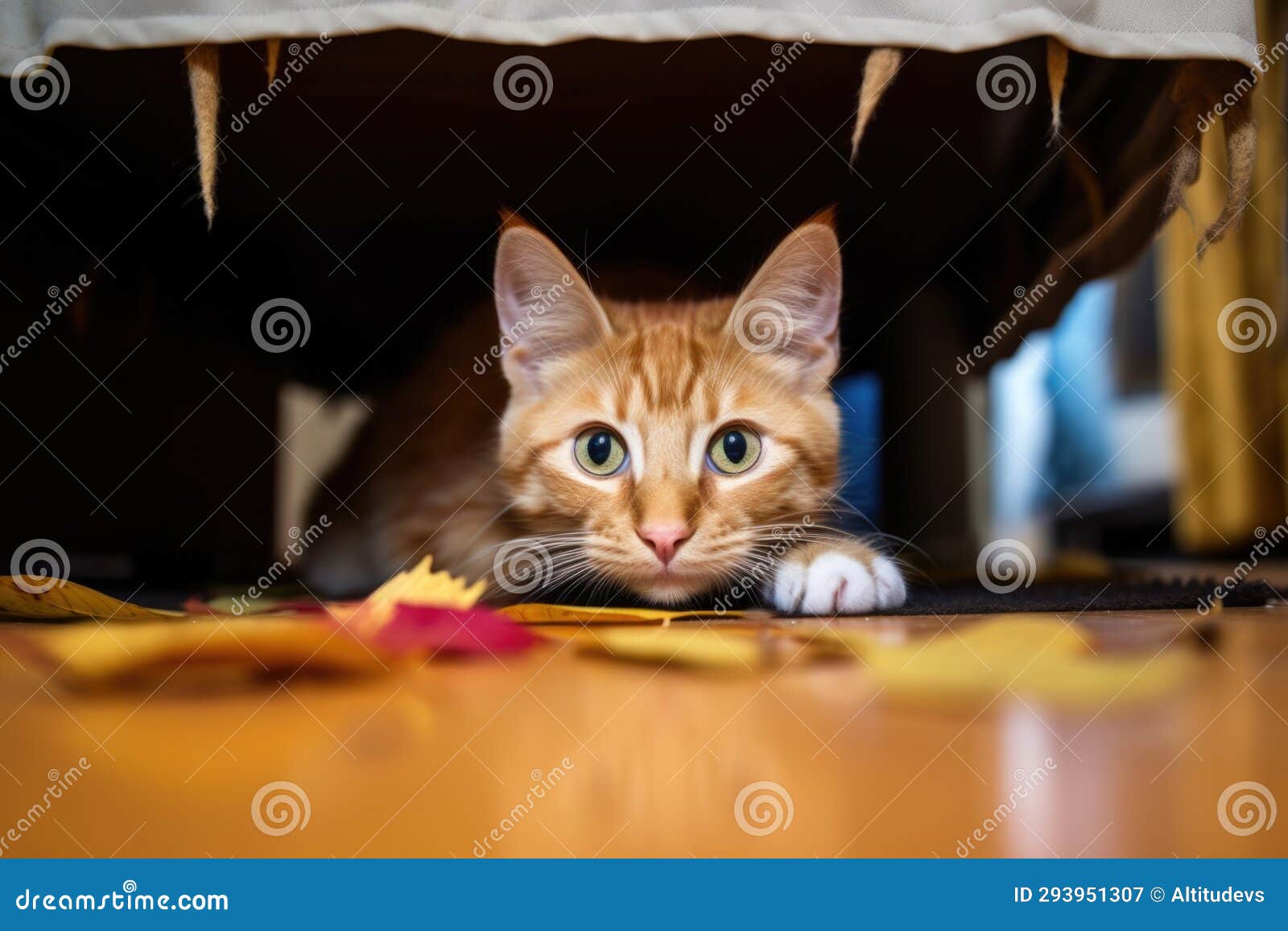Cat Hiding Under a Bed with a Feather from a Broken Decoration Stock