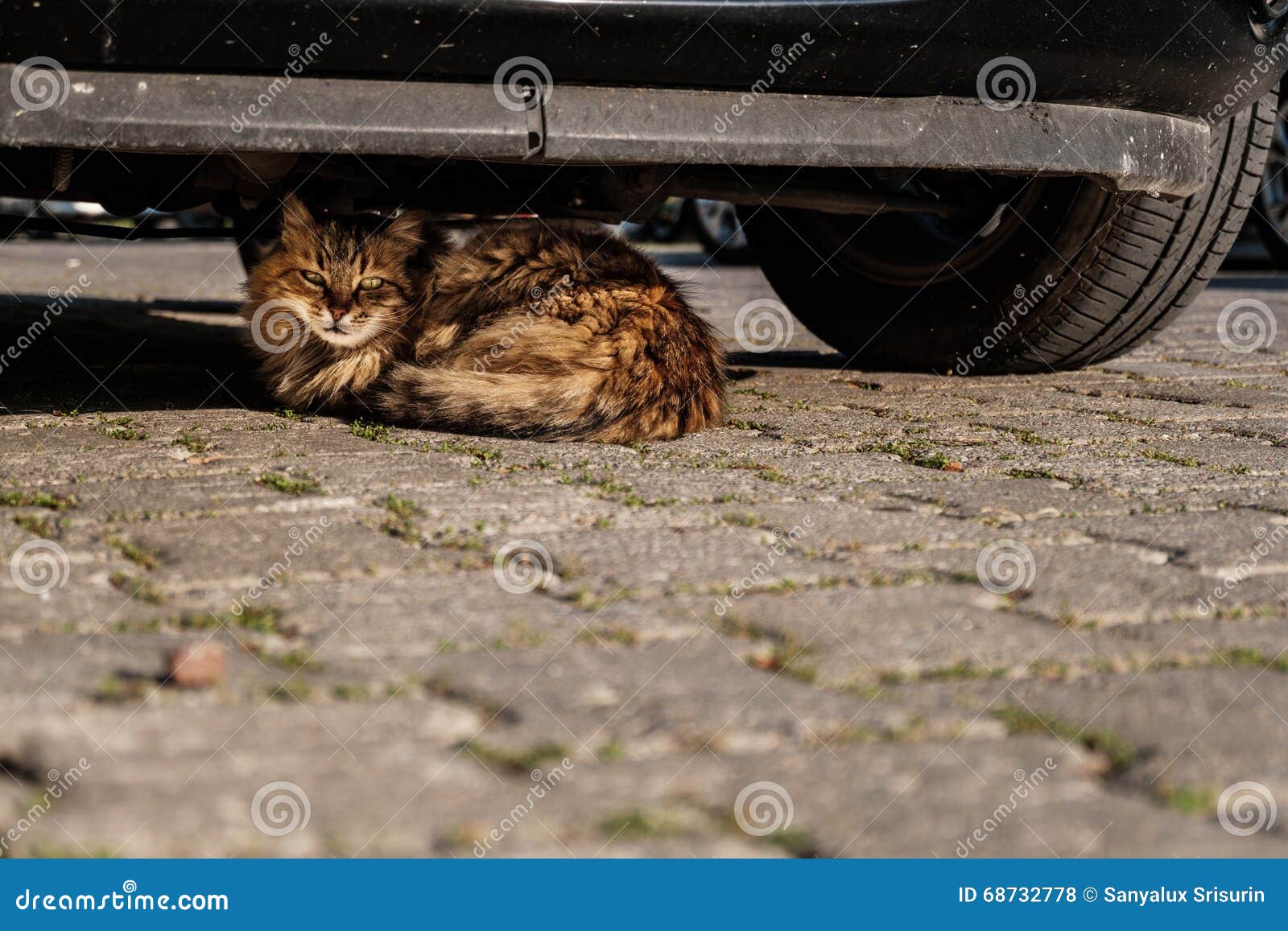 Cat hiding stock photo. Image of homeless, hair, attention 68732778