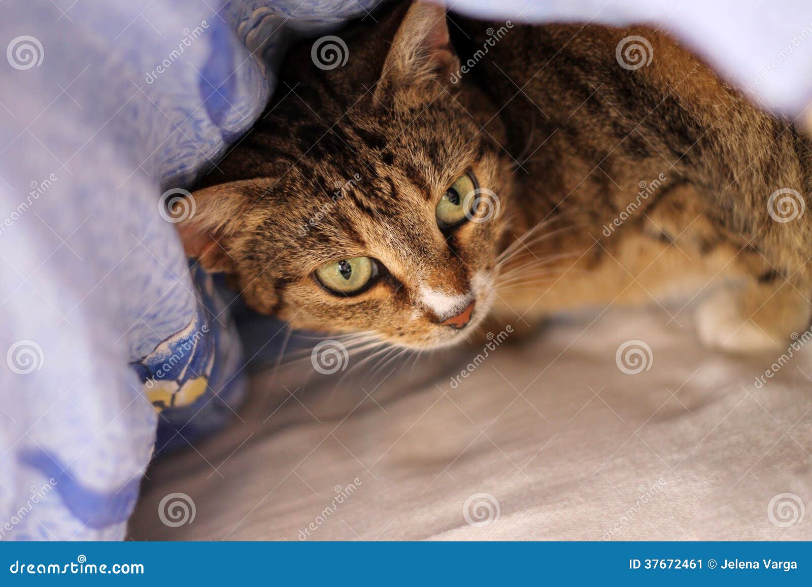 Cat stock image. Image of hiding, green, white, gray 37672461