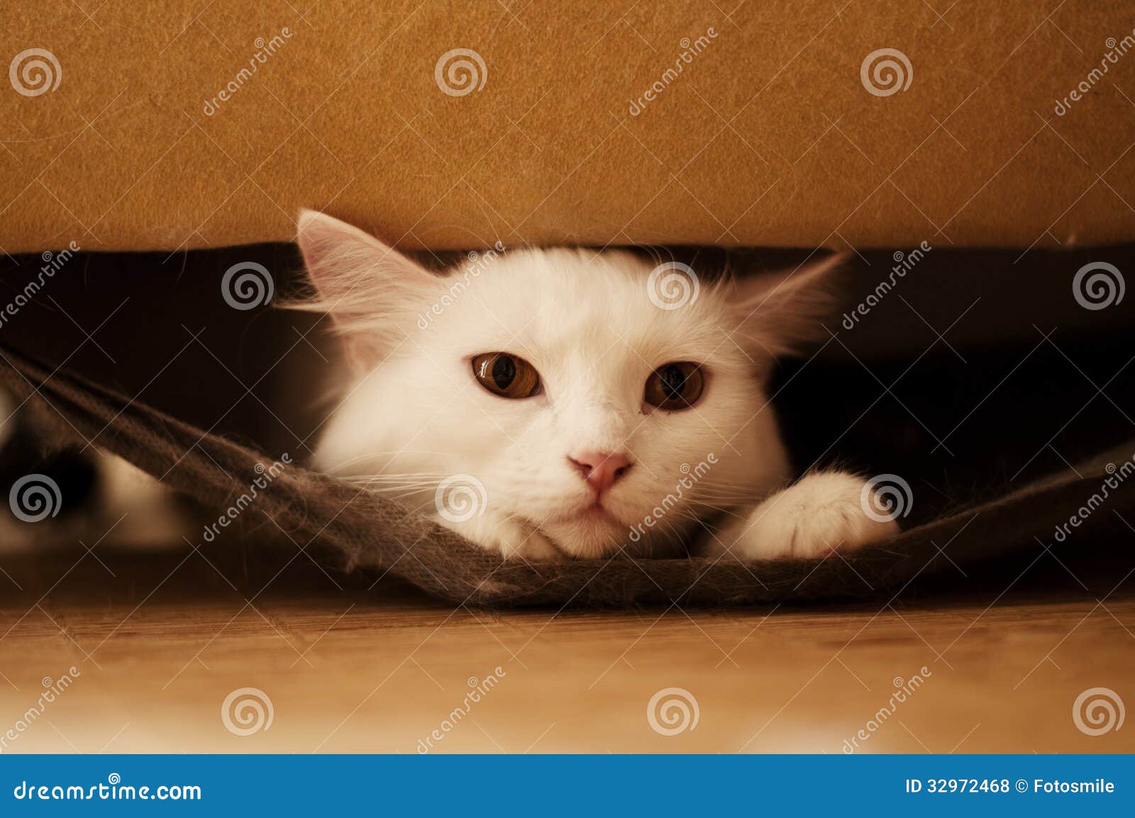 Cat hiding stock photo. Image of funny, pedigree, people 32972468