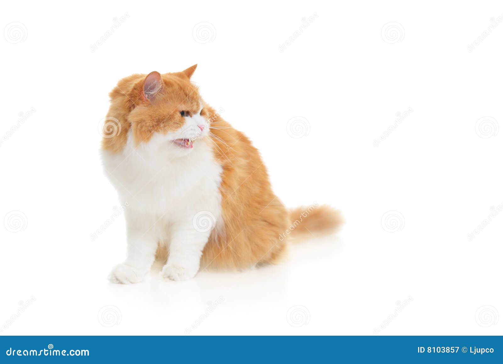 Cat hissing stock image. Image of defensive, looking, bite 8103857
