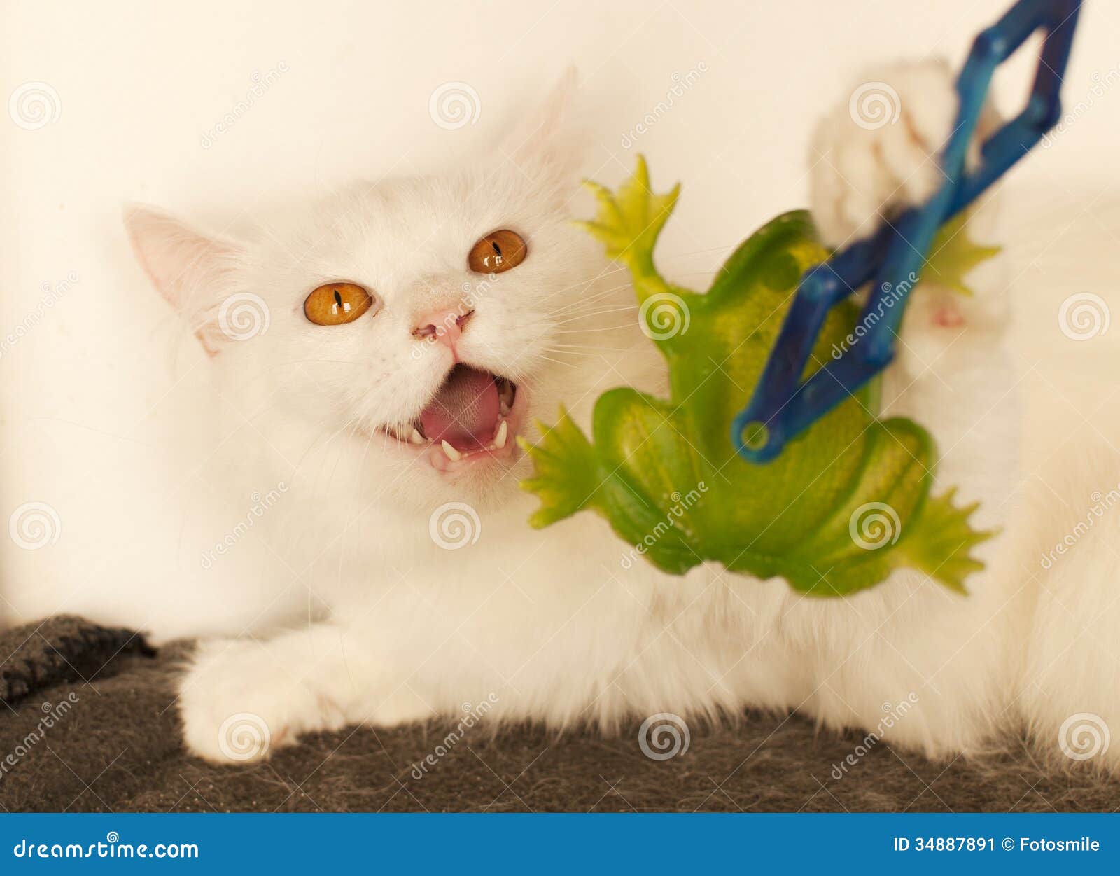 Cat hissing stock image. Image of animal, angry, annoyed 34887891