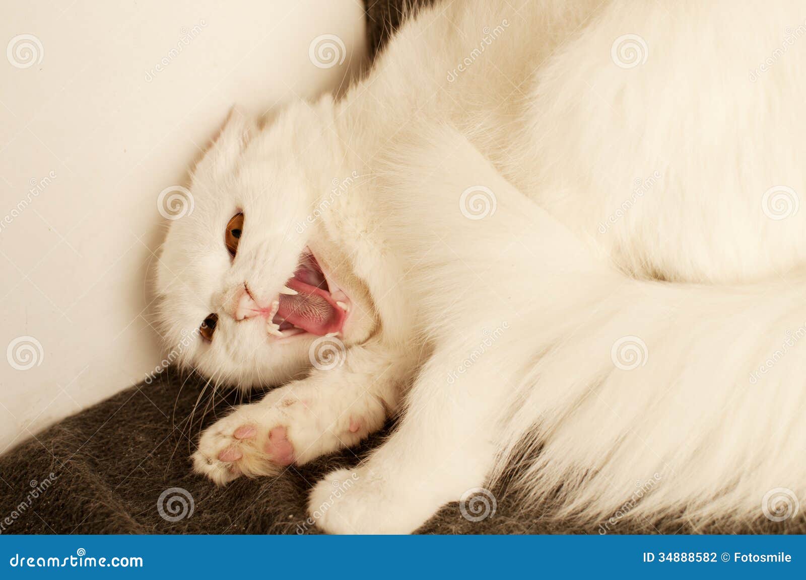 Cat hissing stock photo. Image of adult, white, mean 34888582