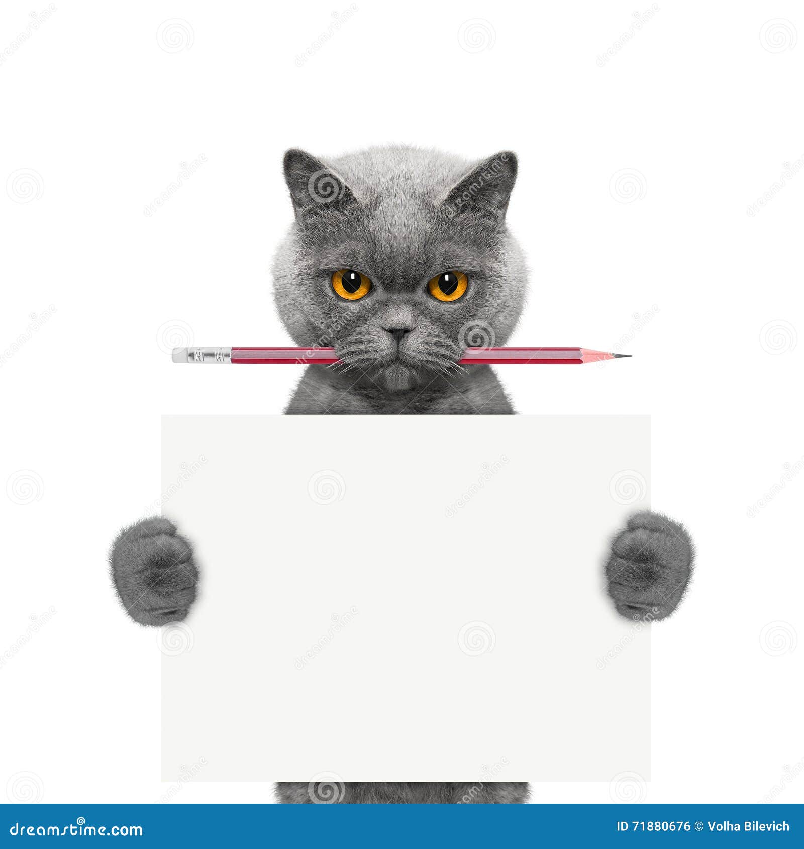 Cat Holding Pencil Blank Photos Free & RoyaltyFree Stock Photos from