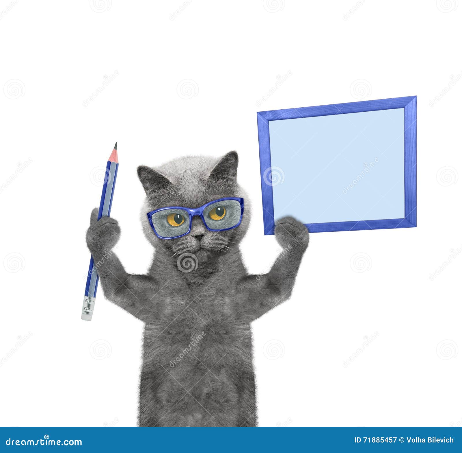 Cat Holding a Pencil and Blank Stock Image Image of paper, blackboard