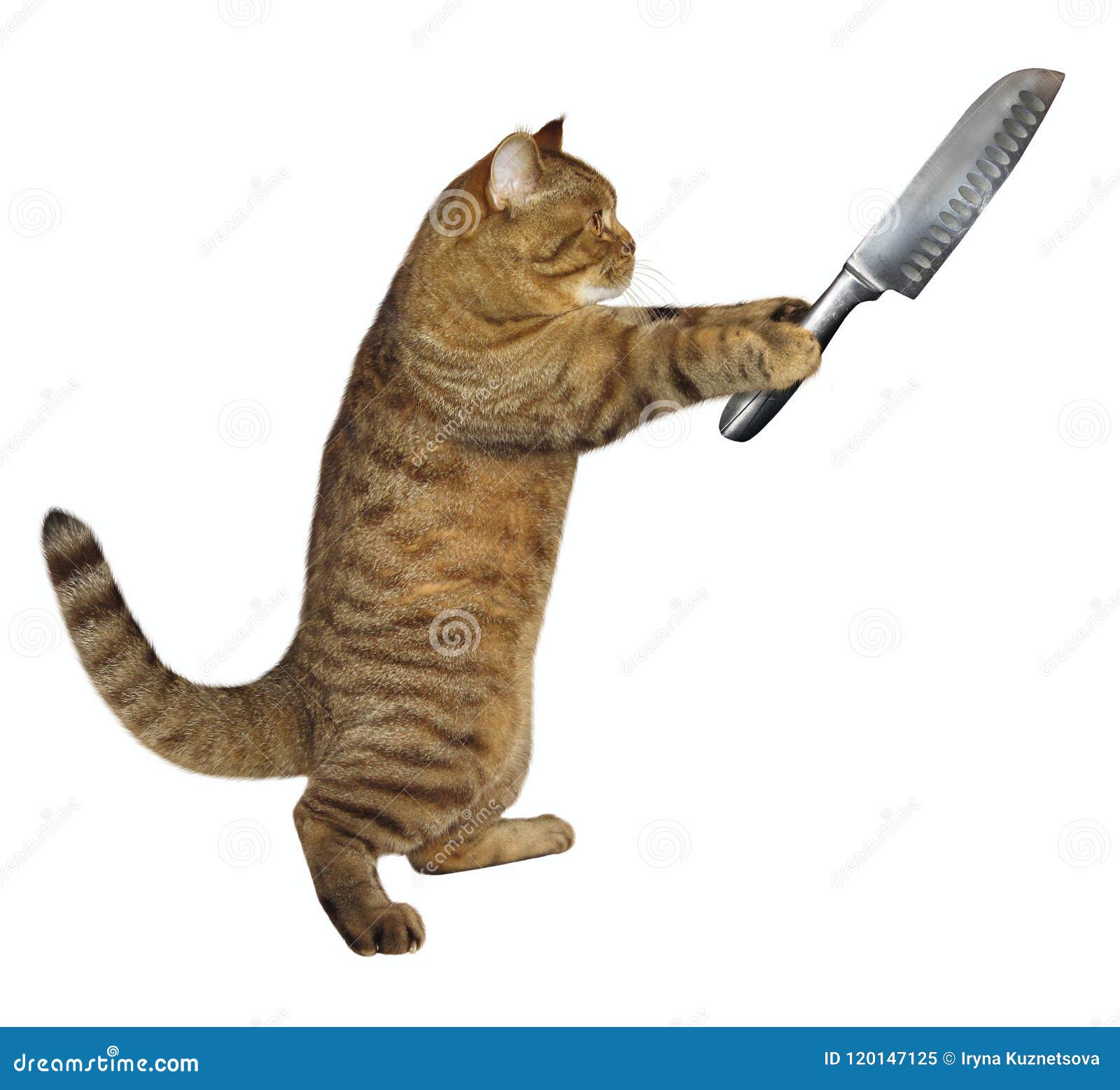 1,092 Cat Knife Stock Photos - Free & Royalty-Free Stock Photos from  Dreamstime
