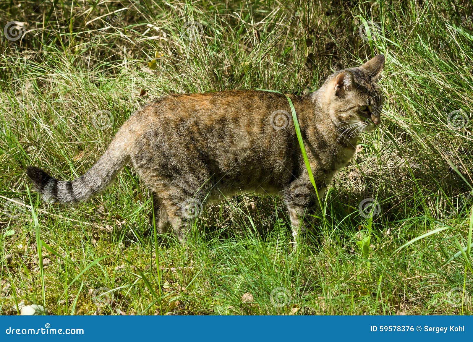 Cat stock photo. Image of posing, green, cats, lawn, summer 59578376