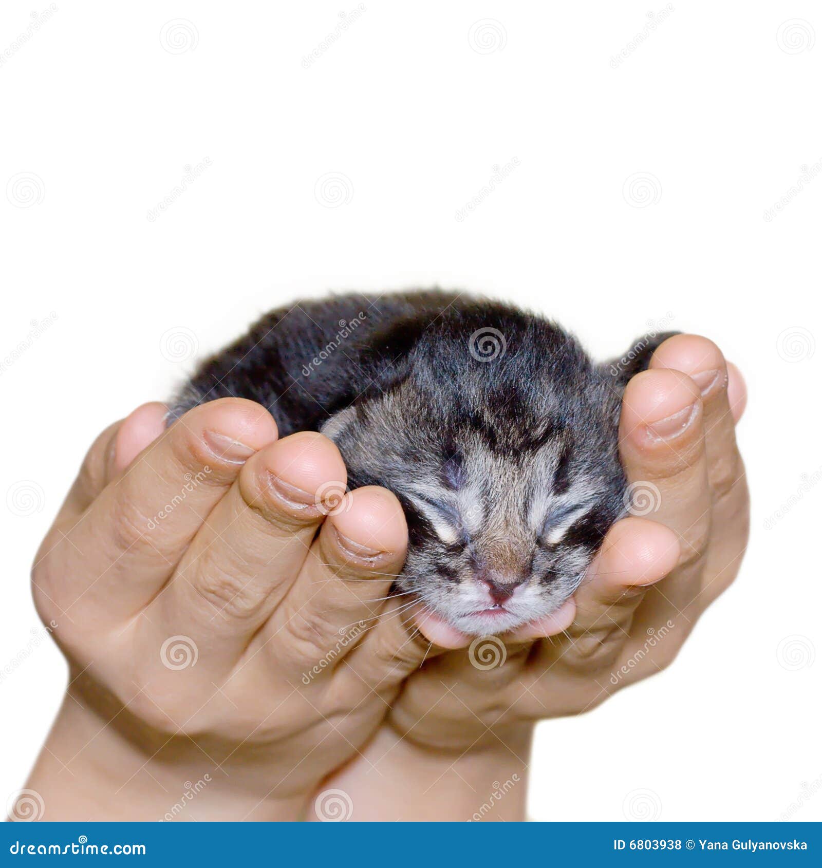 Cat in human hand stock photo. Image of posing, portrait 6803938